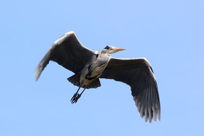 Low angle view of flying heron
