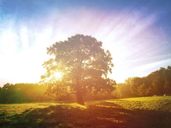 Sun shining through trees on grassy field