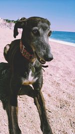 Close-up of dog on beach against sky