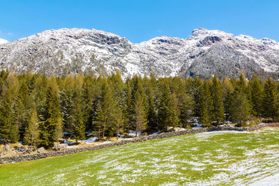 Pine trees on snowcapped mountains against sky