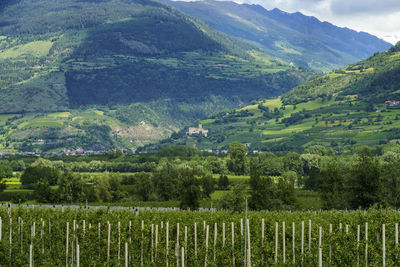 Scenic view of agricultural landscape