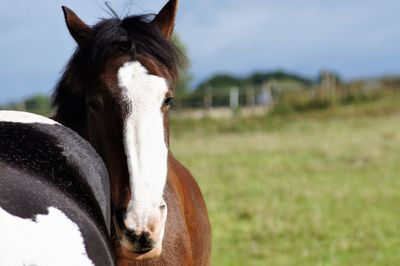 Close-up of a horse on field