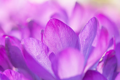 Close-up of purple flower