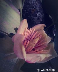 Close-up of flowers