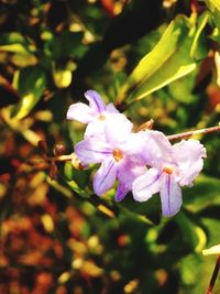 Close-up of pink flowers blooming