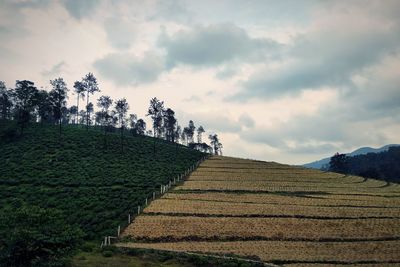 Plants growing on field against sky