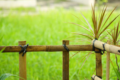 Close-up of metal fence on field