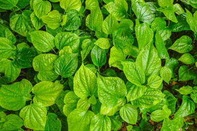 Full frame shot of green leaves