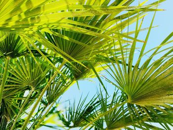 Low angle view of palm tree leaves