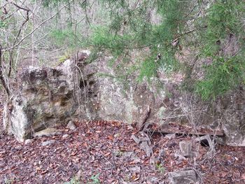 Moss growing on rocks