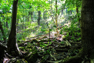 Trees in forest