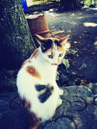 Close-up portrait of cat