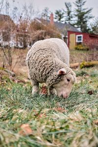 Sheep in a field