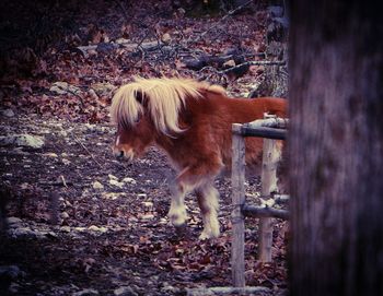 Dog standing on field