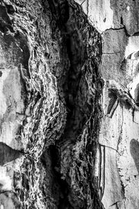 Close-up of tree trunk against wall