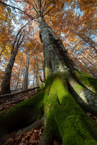 Trees in forest during autumn