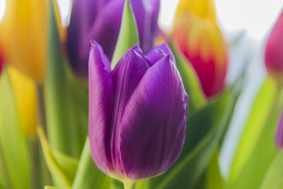 Close-up of purple tulip