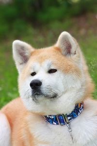 Close-up of a dog looking away