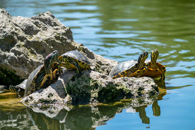 Close-up of turtles on rock in lake