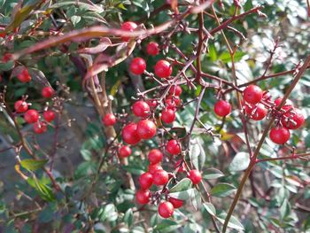 Close-up of berries growing on tree