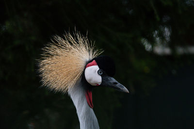 Close-up of a bird