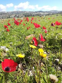 Close-up of red poppy flowers growing on field