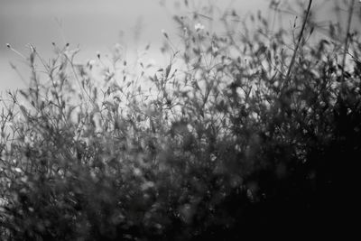 Close-up of plants on field