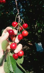 Close-up of red berries growing on tree