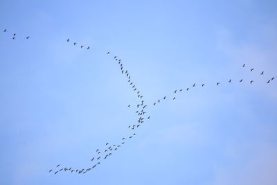 Low angle view of birds flying in sky