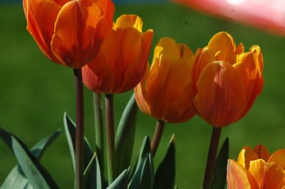 Close-up of tulips