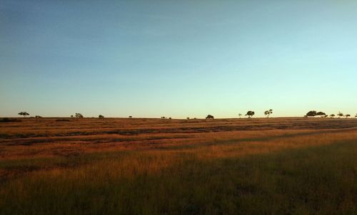Scenic view of field against clear sky