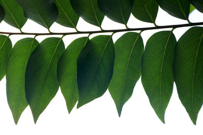 Close-up of leaves against white background