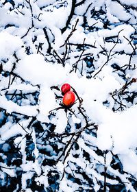 Close-up of red berries on tree during winter