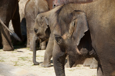 View of elephant