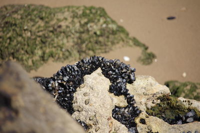 Close-up of crab on sand