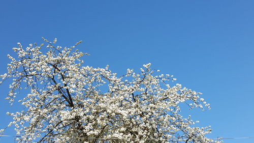 Low angle view of flowers against blue sky