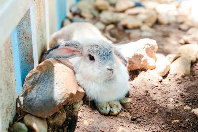 Little cute white and gray rabbit sitting on ground