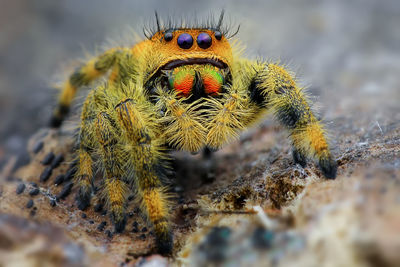 Close-up of spider on rock