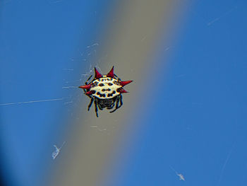 Close-up of spider on web