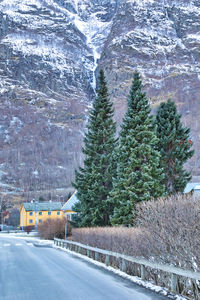 Road amidst trees in city during winter