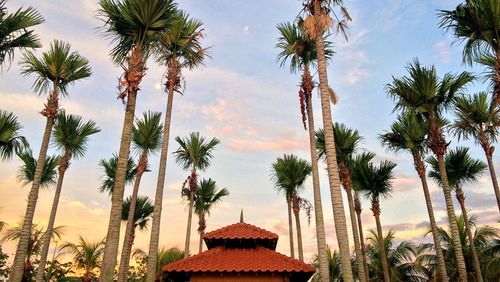 Low angle view of palm trees against sky