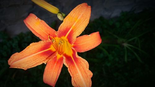 Close-up of orange day lily blooming outdoors