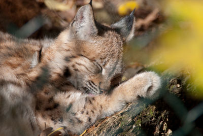 Close-up of rabbit sleeping