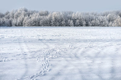 Animal footprints on snow covered field