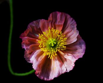 Close-up of pink flower against black background