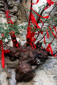 Close-up of red wall