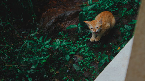 Portrait of cat on plant