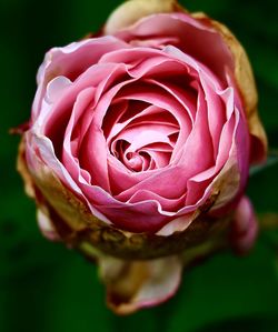 Close-up of pink rose