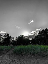 Trees on field against sky