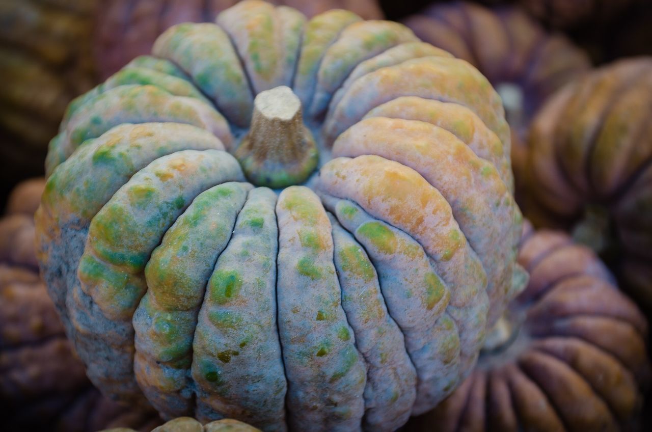 CLOSE-UP OF HAND HOLDING FRUIT